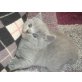 Britisch Kurzhaarkatze - Katze