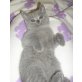 Britisch Kurzhaarkatze - Katze