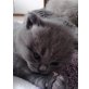 Britisch Kurzhaarkatze - Katze
