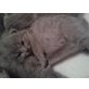 Britisch Kurzhaarkatze - Katze