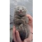 Britisch Kurzhaarkatze - Katze