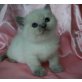 Britisch Kurzhaarkatze - Katze