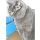 Britisch Kurzhaarkatze - Katze