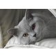 Britisch Kurzhaarkatze - Katze
