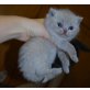 Britisch Kurzhaarkatze - Katze