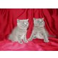 Britisch Kurzhaarkatze - Katze