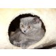 Britisch Kurzhaarkatze - Katze