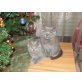Britisch Kurzhaarkatze - Katze