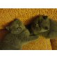 Britisch Kurzhaarkatze - Katze