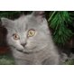 Britisch Kurzhaarkatze - Katze