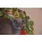 Britisch Kurzhaarkatze - Katze