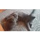 Britisch Kurzhaarkatze - Katze