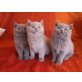 Britisch Kurzhaarkatze - Katze