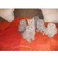 Britisch Kurzhaarkatze - Katze