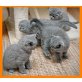 Britisch Kurzhaarkatze - Katze