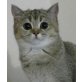 Britisch Kurzhaarkatze - Katze