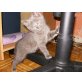 Britisch Kurzhaarkatze - Katze