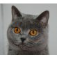 Britisch Kurzhaarkatze - Katze