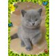 Britisch Kurzhaarkatze - Katze