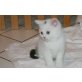 Britisch Kurzhaarkatze - Katze