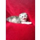 Britisch Kurzhaarkatze - Katze