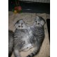 Britisch Kurzhaarkatze - Katze