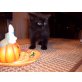 Britisch Kurzhaarkatze - Katze