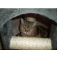 Britisch Kurzhaarkatze - Katze