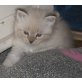 Britisch Kurzhaarkatze - Katze