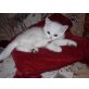 Britisch Kurzhaarkatze - Katze