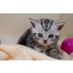 Britisch Kurzhaarkatze - Katze