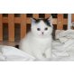 Britisch Kurzhaarkatze - Katze