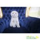Britisch Kurzhaarkatze - Katze
