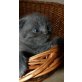 Britisch Kurzhaarkatze - Katze