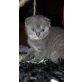Britisch Kurzhaarkatze - Katze
