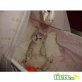 Britisch Kurzhaarkatze - Katze