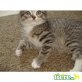 Britisch Kurzhaarkatze - Katze