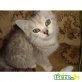 Britisch Kurzhaarkatze - Katze