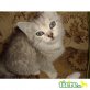Britisch Kurzhaarkatze - Katze