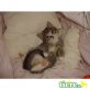 Britisch Kurzhaarkatze - Katze