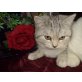 Britisch Kurzhaarkatze - Katze
