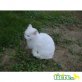 Britisch Kurzhaarkatze - Katze
