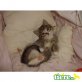 Britisch Kurzhaarkatze - Katze