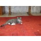 Britisch Kurzhaarkatze - Katze