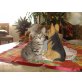Britisch Kurzhaarkatze - Katze