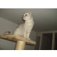 Britisch Kurzhaarkatze - Katze