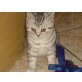 Britisch Kurzhaarkatze - Katze