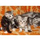 Britisch Kurzhaarkatze - Katze