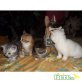 Britisch Kurzhaarkatze - Katze