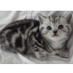 Britisch Kurzhaarkatze - Katze
